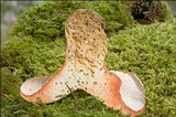 Hypomyces lateritius image