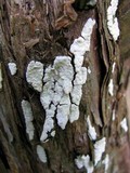 Dendrothele tetracornis image