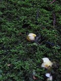 Hygrocybe flavifolia image