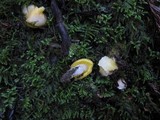 Hygrocybe flavifolia image