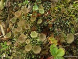 Cladonia cryptochlorophaea image
