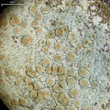 Lecanora cenisia image
