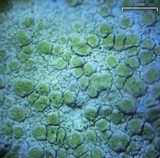 Lecanora cenisia image