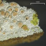 Lecanora cenisia image