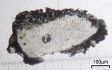 Lecanora cenisia image