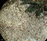 Lecanora subimmergens image