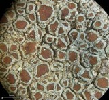 Lecanora subimmergens image