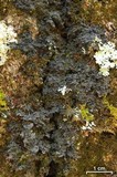 Fuscopannaria sorediata image