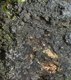 Fuscopannaria sorediata image