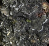 Fuscopannaria sorediata image