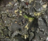 Fuscopannaria sorediata image