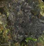 Parmeliella triptophylla image