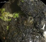 Parmeliella triptophylla image