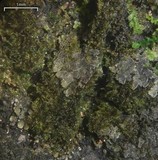Parmeliella triptophylla image