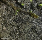 Parmeliella triptophylla image