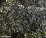 Parmeliella triptophylla image