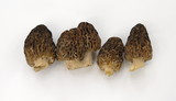 Morchella snyderi image