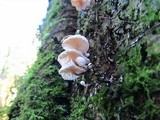 Marasmiellus candidus image