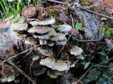 Trichaptum abietinum image
