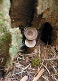 Mycena abramsii image