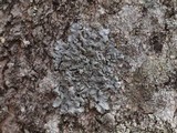 Hypotrachyna livida image