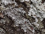 Hypotrachyna livida image