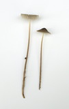 Mycena abramsii image
