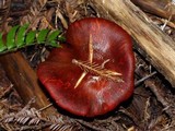 Hygrocybe punicea image