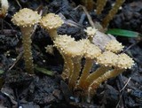 Pholiota subflammans image