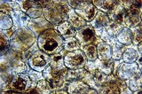 Pluteus romellii image