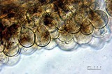 Pluteus romellii image