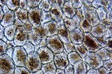 Pluteus romellii image