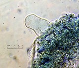 Pluteus romellii image