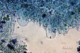 Pluteus romellii image