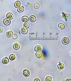 Pluteus romellii image