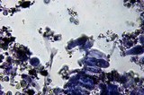 Pluteus romellii image