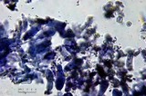 Pluteus romellii image