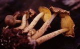 Lepiota elaiophylla image