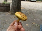 Suillus americanus image