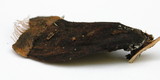 Strobilurus diminutivus image