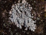 Myelochroa aurulenta image