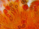 Psilocybe turficola image