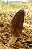 Morchella brunnea image