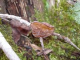 Exidia recisa image