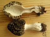 Morchella brunnea image