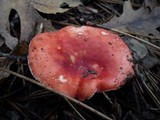 Russula cremoricolor image
