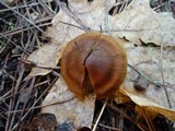 Cortinarius croceus image