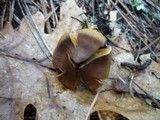 Cortinarius croceus image