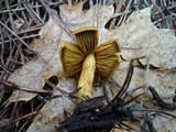 Cortinarius croceus image