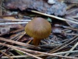 Cortinarius croceus image